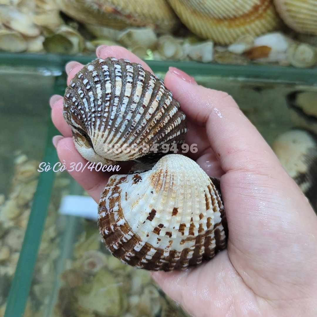 Sò Huyết Cồ Sống